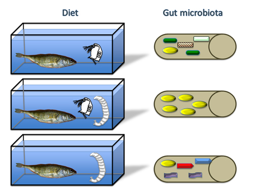 Fish that are picky eaters, focusing on just one type of food, such as small crustaceans (top) or chironomid insect larvae (bottom), have more diverse microbial communities in their intestines. In contrast, fish eating a more diverse mixture of foods have less diverse microbes in their intestine (middle). This is illustrated with a cartoon of multiple species of microbes (shaded shapes) inside the fish intestine (tan cylinders on right). Image credit: The University of Texas at Austin