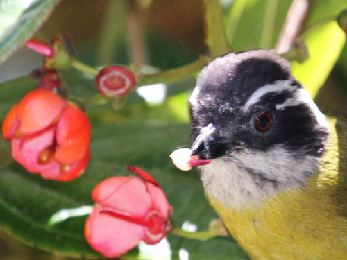 Ein Weißbrauen-Buschtangar (Chlorospingus pileatus), der ein soeben aus der Blüte von Axinaea costaricensis herausgelöstes Staubblatt im Schnabel hält. Im Hintergrund sind Blüten zu sehen, aus denen bereits Staubblätter herausgelöst worden sind (Image copyright: Florian Etl).