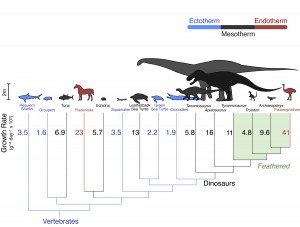 Growth rates across an evolutionary tree. Dinosaurs' growth rates fall in between warm-blooded mammals and birds (endotherms) in red, and cold-blooded fish and reptiles (ectotherms) in blue. They are closest to living mesotherms such as tuna and leatherback turtles. Illustration courtesy of John Grady (Click image to enlarge)