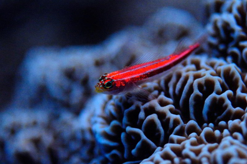 Helcogramma striata (auch als Zwerghähnchen bezeichnet) ist einer der am stärksten fluoreszierenden Fische in den Tropen. Individuen in 20 Meter Tiefe leuchten mehr als sechsmal stärker als Artgenossen in fünf Meter Tiefe am gleichen Standort. Bild credit: Nico K. Michiels