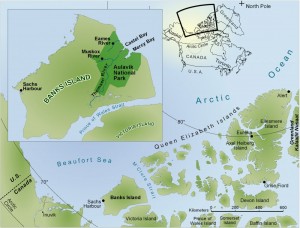 This map and the inset show the location of Banks Island and Aulavik National Park, which ajoins the western Artic Ocean. Jaelyn Eberle of the University of Colorado, Boulder, has led multiple expeditions into the region, where she has recovered abundant fossil sharks teeth from a coastal site in the park. Image courtesy of Jaelyn Eberle (Click image to enlarge)