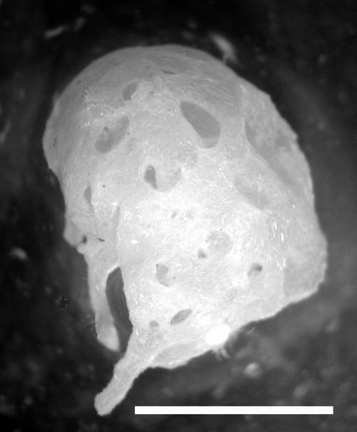 Einer der neu entdeckten Kalkschwämme: Clathrina broendsted. Image credit: © Senckenberg