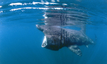 The study is the first known to use satellite tagging technology to track the near real-time movements of basking sharks. Image credit: University of Exeter