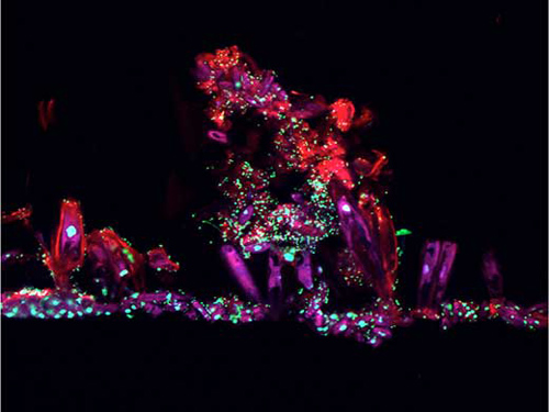 Mit einem konfokalen Laser-Scanning-Mikroskop aufgenommene Ansicht aus einem Biofilm, die Bakterien, Algen und Substrat zeigt (Image copyright: Tom Battin).