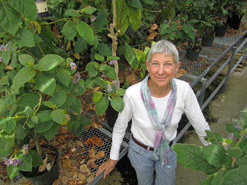 Botanist Lynn Bohs, a University of Utah biology professor shown here in a campus greenhouse, has published a new study that identifies a new and prickly species named Solanum cordicitum (not shown in photo). The word cordicitum is derived from Latin for “from the heart” because two of the three known speciments of the possibly endangered plant were found in the tiny west Texas town of Valentine. Photo Credit: Lee J. Siegel, University of Utah
