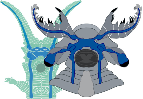 A side-by-side comparison reveals the similarity between the brain of a living onychophoran (green) and that of the anomalocaridid fossil Lyrarapax unguispinus (gray). Long nerves from the frontal appendages extend to paired ganglia lying in front of the optic nerve and connect to the main brain mass in front of the mouth. Anomalocaridids had a pair of clawlike grasping appendages instead of feelers. (Illustration by Nicholas Strausfeld)