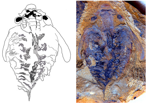 This photograph and corresponding drawing show the flattened, fossilized trace of the brain of the world's earliest known predator; the X-like structure in the head denotes the fossilized brain. Two dark round spots represent the optic ganglia with nerves that lead from the eyestalks into the head. The smaller, almond-shaped areas just in front would have innervated the creature's grasping appendage. The main brain region is in front of the mouth, giving rise to two nerve cords leading down along the animal. Image credit: University of Arizona