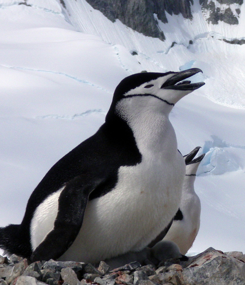 Like Adélie penguins, chinstrap penguins depend on krill as a major food source. Melting sea ice has made for easier access to the ocean in order to forage for food; however it has also brought declines in the availability of krill, which feed on algae living on the underside of ice. (Photo by Mike Polito, Woods Hole Oceanographic Institution)