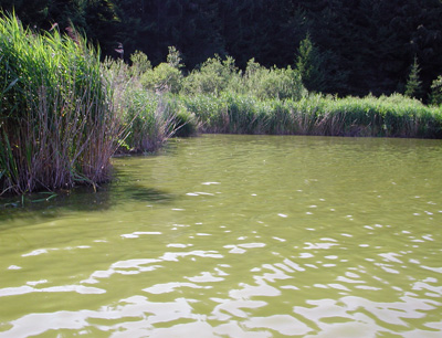 Das Cyanobakterium Microcystis sp. bildet in nährstoffbelasteten Gewässern während der Sommermonate häufig blaugrün gefärbte, toxische Algenblüten. (Foto credit: Rainer Kurmayer)