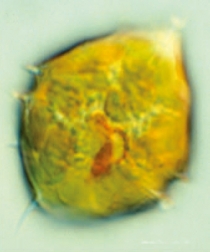 Diamantförmiger Dinoflagellat Peridinium quinquecorne – eine der wenigen Arten, dieplanktonisch und benthisch auftreten. Image credit: © Senckenberg