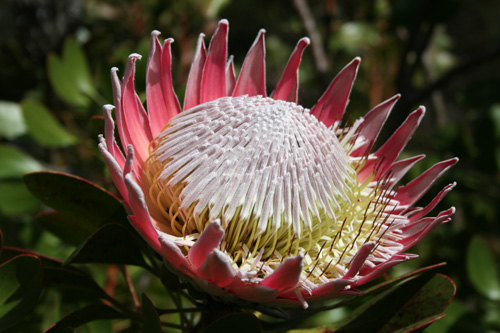 Die 'King Protea' ist die Nationalblume Südafrikas und ein typischer Vertreter der seltenen, südafrikanischen Fynbos-Vegetation. Image credit: © M. Schmidt