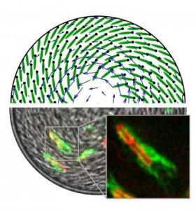 A mysterious vortex in theory and observation. Dyes of different colors on the bodies and flagella of bacteria allowed researchers to determine the direction of their swimming. Direct observation confirmed a computer simulation of bacteria swimming in opposite directions within a water drop. Image credit: Brown University and Cambridge University