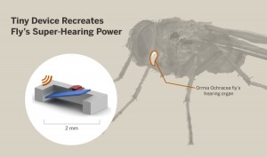 Cockrell School engineers developed a tiny, low-power device that mimics a fly's super-evolved hearing mechanism. The device could be used to build a new class of hypersensitive hearing aids. Image credit: The University of Texas at Austin (Click image to enlarge)