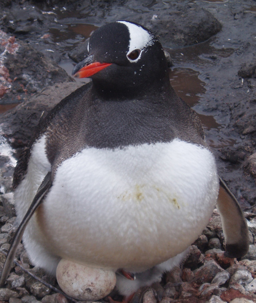 Gentoo penguin populations continue to grow. Gentoo penguins forage on a variety of prey. Scientists believe this species may be able to better adapt to shortages in krill, because of their flexible diet. (Photo by Mike Polito, Woods Hole Oceanographic Institution)