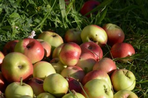 Stammen diese Äpfel aus Tirol? Mit neuen Methoden kann das sehr einfach festgestellt werden. Image credit: Michael Hamann (Source: Flickr)