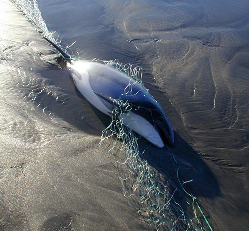 Die seltenen Maui-Delfine sind bereits zahlreichen Gefahren ausgsetzt. Lediglich 50 Tiere leben noch in Neuseelands Küstengewässern. Ölbohrungen würden die Situation weiter verschärfen. Foto credit: Steve Dawson/NABU International