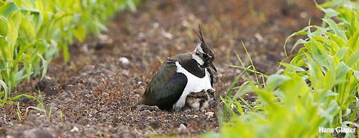 Kiebitze gehören mittlerweile zu den bedrohten Vögeln der Agrarlandschaft, ihre Bestände gehen vielerorts dramatisch zurück. Image credit: NABU.de