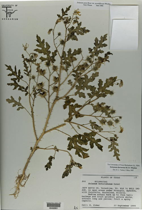 This pressed specimen of newly identified plant species Solanum cordicitum was found in 1990 in Valentine, Texas. Labels on the mounting paper show the plant was incorrectly identified as belonging three different species in 1990, 1997 and 2006 before a new University of Utah-led study showed it is indeed a separate species. It is unusual for new species of flowering plants to be found in the United States, which has been well-explored by plant collectors. Photo Credit: University of Texas Herbarium