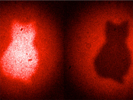 Rotes Licht macht den Umriss einer katzenförmigen Blende sichtbar, ohne dass die Photonen auch nur in die Nähe der Blende gekommen sind. Tatsächlich wurde die Blende mit infraroten Photonen bestrahlt und anschließend die dabei aufgenommene optische Information mit einem neuen Verfahren auf die roten Photonen übertragen (Image copyright: Patricia Enigl, IQQQI).