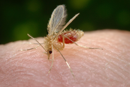 Durch einen Stich von Sandmücken kann die Infektionskrankheit Leishmaniose übertragen werden. Image credit: © CDC F. Collins