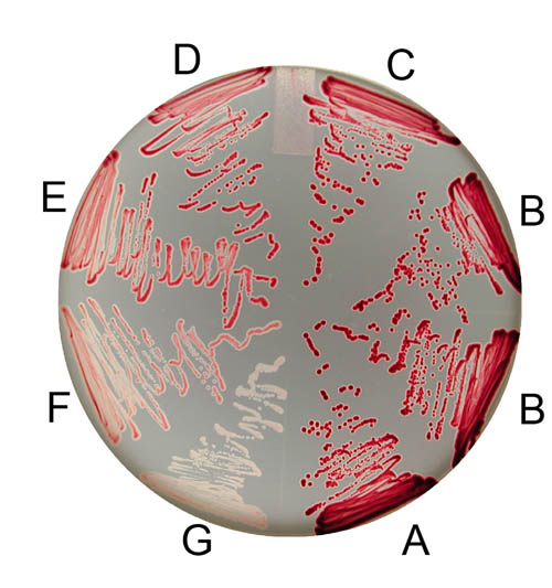 A visual readout of the varied effects of silent mutations in the bacteria, Salmonella enterica. Photo Credit: Fabienne Chevance