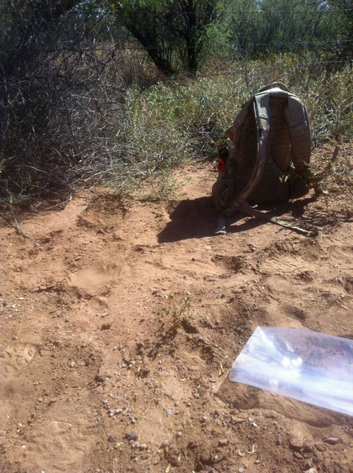This photo shows a the specimen of Solanum cordicitum found in Valentine, Texas in 2013 with a dayback and plastic bag on the ground to provide some scale and indicate the small size of the prickly plant, which grows no higher than 14 inches. Photo Credit: Jeffrey Keeling, Sul Ross State University