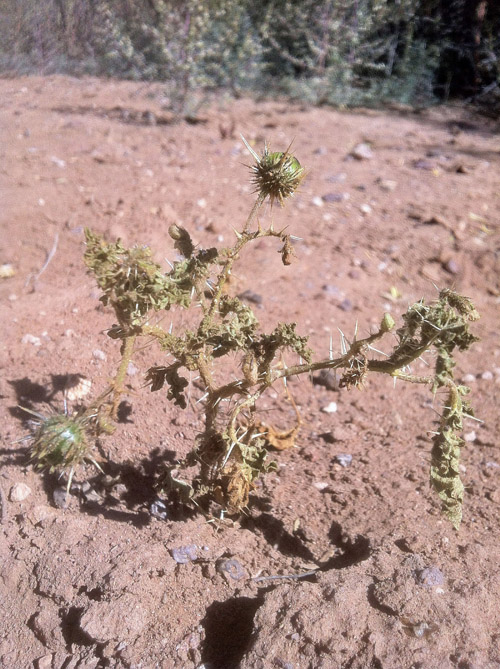This spiny and wilted plant – shown here where it was found in Valentine, Texas in November 2013 – is only the third specimen of Solanum cordicitum ever found. The first specimen was found in 1974 and the second in 1990, but over the years, the plant was wrongly assigned to three different Solanum species before a study led by University of Utah botanist Lynn Bohs identified it as an entirely new but likely endangered species. Solanum is among the largest genera of flowering plants, and includes tomatoes, potatoes, chili peppers and eggplants. Photo Credit: Jeffrey Keeling, Sul Ross State University