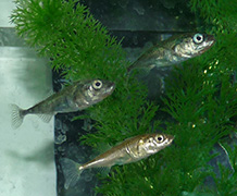 Three-spined sticklebacks. Image courtesy Irene Voellmy