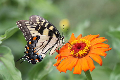 Tiger Swallowtail butterfly (Image credit: John Flannery.  Source: Flickr)