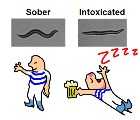 A visual comparison of a sober and an intoxicated worm. Image courtesy of Jon Pierce-Shimomura.