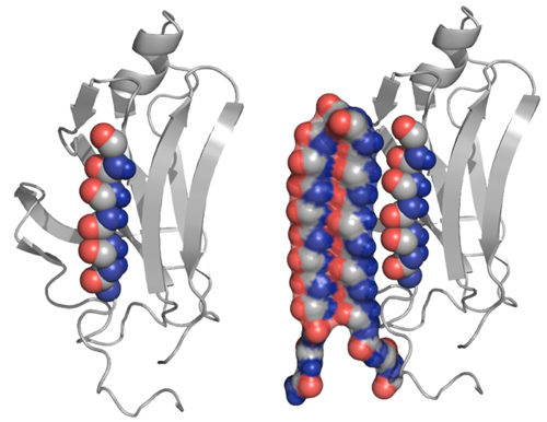 An abnormal protein, left, is intercepted by the UW’s compound that can bind to the toxic protein and neutralize it, as shown at right. Image credit: U of Washington