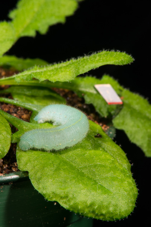Cabbage butterfly caterpillar feeding on Arabidopsis plant where, on an adjacent leaf, a piece of reflective tape helps record vibrations. Image credit: Roger Meissen