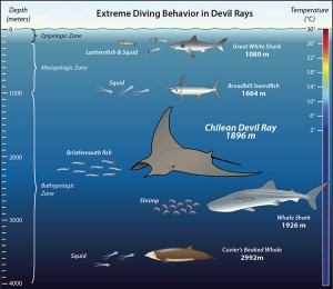 Mainly thought to be surface dwellers, Chilean devil rays (Mobula tarapacana) are actually among the deepest-diving ocean animals. Image credit: Jack Cook, Woods Hole Oceanographic Institution (Click image to enlarge)