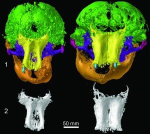 CT images showing a side-by-side comparison of skulls from Lyuba (left) and Khroma, with bones of the front of the skull shown below. Image credit: University of Michigan Museum of Paleontology (Click image to enlarge)