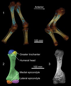 CT images showing Lyuba’s hind legs (top left) and front legs (top right). Bone shafts that are already well-hardened are white, and poorly mineralized ends of bones are brown. Blue dots within leg bones represent an iron phosphate mineral that follows the location of iron stores related to hemoglobin production while the calf was alive. Bottom images show Lyuba’s developing left humerus, or upper arm bone. Reflective spheroids on lower right image show location of iron phosphate mineral in this bone. Image credit: University of Michigan Museum of Paleontology (Click image to enlarge)