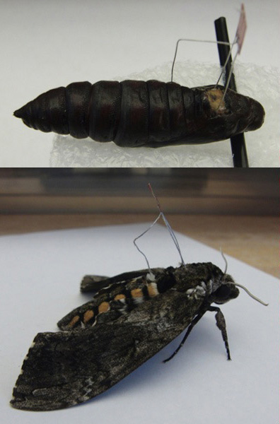 Researchers attach electrodes to a moth during its pupal stage, when the caterpillar is in a cocoon undergoing metamorphosis into its winged adult stage. By attaching electrodes to the muscle groups responsible for a moth's flight, the researchers are able to monitor electromyographic signals -- the electric signals the moth uses during flight to tell those muscles what to do. Photo credit: Alper Bozkurt