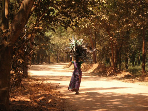 The forest provides firewood for the 40,000 Tamil villagers who live around Auroville. "Founded in 1968 upon a severely eroded plateau in south India, the first order of business for the pioneers was to revitalize the land. Three million trees later, Auroville is home to over 2,000 people from 43 different countries and is one of the few places on Earth where biodiversity is actually increasing," Litfin writes. Photo credit: Karen Litfin