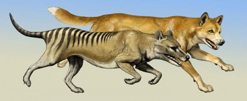 A generalist predator. Unlike most modern-day predators, the extinct thylacine (foreground) may not have had a specialized hunting behavior, according to an analysis of its anatomy. Ancient Australia did not have a great variety of predators, so the thylacine was not under competitive pressure to specialize. Image credit: Carl Buell