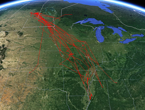 GPS graphic tracking the ducks’ migration across North America. Image credit: University of Missouri