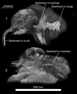 CT images showing the head and shoulders of Lyuba (top) and Khroma (bottom). The labels indicate inhaled sediment in the baby mammoths’ airways. Image credit: University of Michigan Museum of Paleontology (Click image to enlarge)