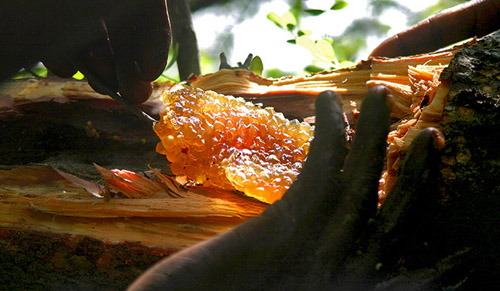 Man harvesting kanowa (stingless bee) honey. Image credit: Yale University