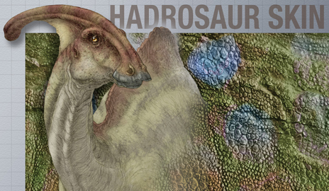 At right is a reconstruction of what the skin of hadrosaur Edmontosaurus annectens might have looked like, based on the famous hadrosaur mummy at the American Museum of Natural History in New York City. (Illustration by Patrick Lynch)