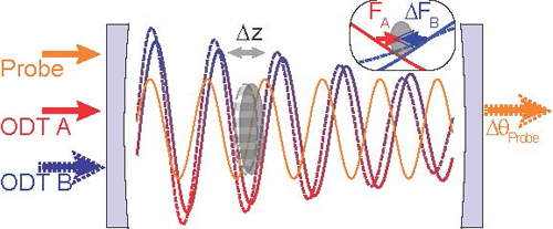 To measure force, a cloud of atoms (gray oval) are trapped in an optical cavity created by two standing-wave light fields, ODT A and ODT B. The amplitude of ODT B is varied to create a force that is optomechanically transduced onto the phase of a probe light for measurement. Image credit: Berkeley Lab