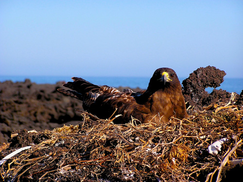 A Galápagos hawk nesting on Isla Fernandina, Galapagos. (Photo by Noah Whiteman)