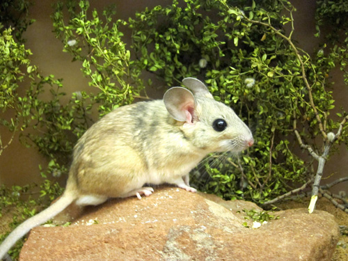 A captive desert woodrat, also known as a packrat, stands on a rock near branches from a toxic creosote bush. A new University of Utah study shows how microbes in the gut play a key role in letting mammals such as woodrats digest and survive on creosote, juniper and other toxic plants. The researchers used antibiotics to kill gut microbes, rendering creosote-eating woodrats unable to digest the plant. They also transplanted feces from woodrats that ate creosote into woodrats that ate juniper. That transplanted fecal gut microbes gave the latter woodrats the ability to digest creosote. Photo Credit: Kevin Kohl, University of Utah