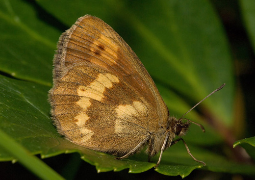 Bis jetzt noch in fast allen Gebirgen Europas zu finden: Der Schmetterling Erebia manto. Image credit:  Kurt Kulac (Source: Wikipedia)