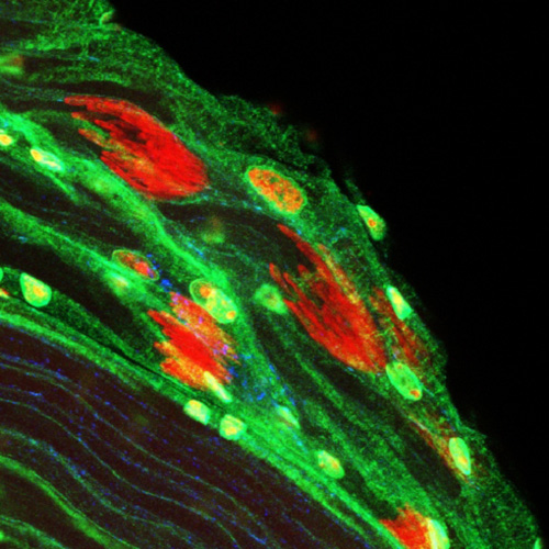 Die Vorläufer der Spermien, die Spermatiden, werden im Hoden der Fruchtfliege gebildet. Zellkerne wurden rot markiert, Zellmembranen sind blau und das Zytoplasma ist grün gefärbt. Image credit: © Shcherbata, König / Max-Planck-Institut für biophysikalische Chemie 