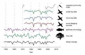 Drops in biological productivity along the California coast (represented by fish growth rates and egg laying dates and fledgling success of seabirds) correlate with weak winter upwelling (represented here by Winter Climate, a combination of three climatic conditions associated with upwelling). Because tree ring data from blue oaks correlate well with Winter Climate, they can be used as a proxy for upwelling strength going back 600 years. Image credit: University of Texas at Austin (Click image to enlarge)