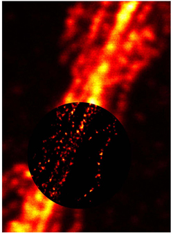 Die STED-Mikroskopie (innen) liefert hier zirka zehnmal schärfere Details von Filamentstrukturen einer Nervenzelle als ein herkömmliches Mikroskop (außen).  Image credit: © Bild: Donnert, Hell; Max-Planck-Institut für biophysikalische Chemie 