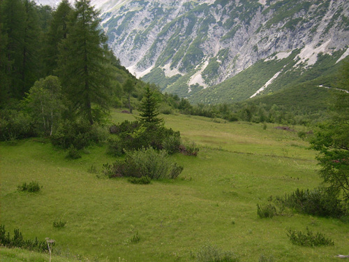 Hier fühlen sich die Falter wohl: Halltal in Nordtirol, in etwa 1800 Meter Höhe. Image credit:  © Thomas Schmitt/Senckenberg